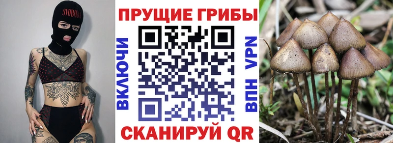 купить наркоту  OMG ONION  Галлюциногенные грибы Cubensis  Кубинка 
